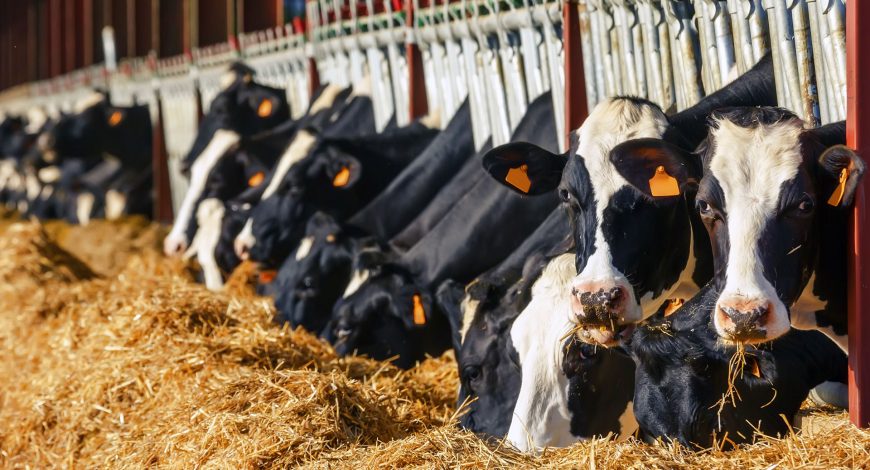 What Consider When Selecting Cattle? 10 cattle blog header