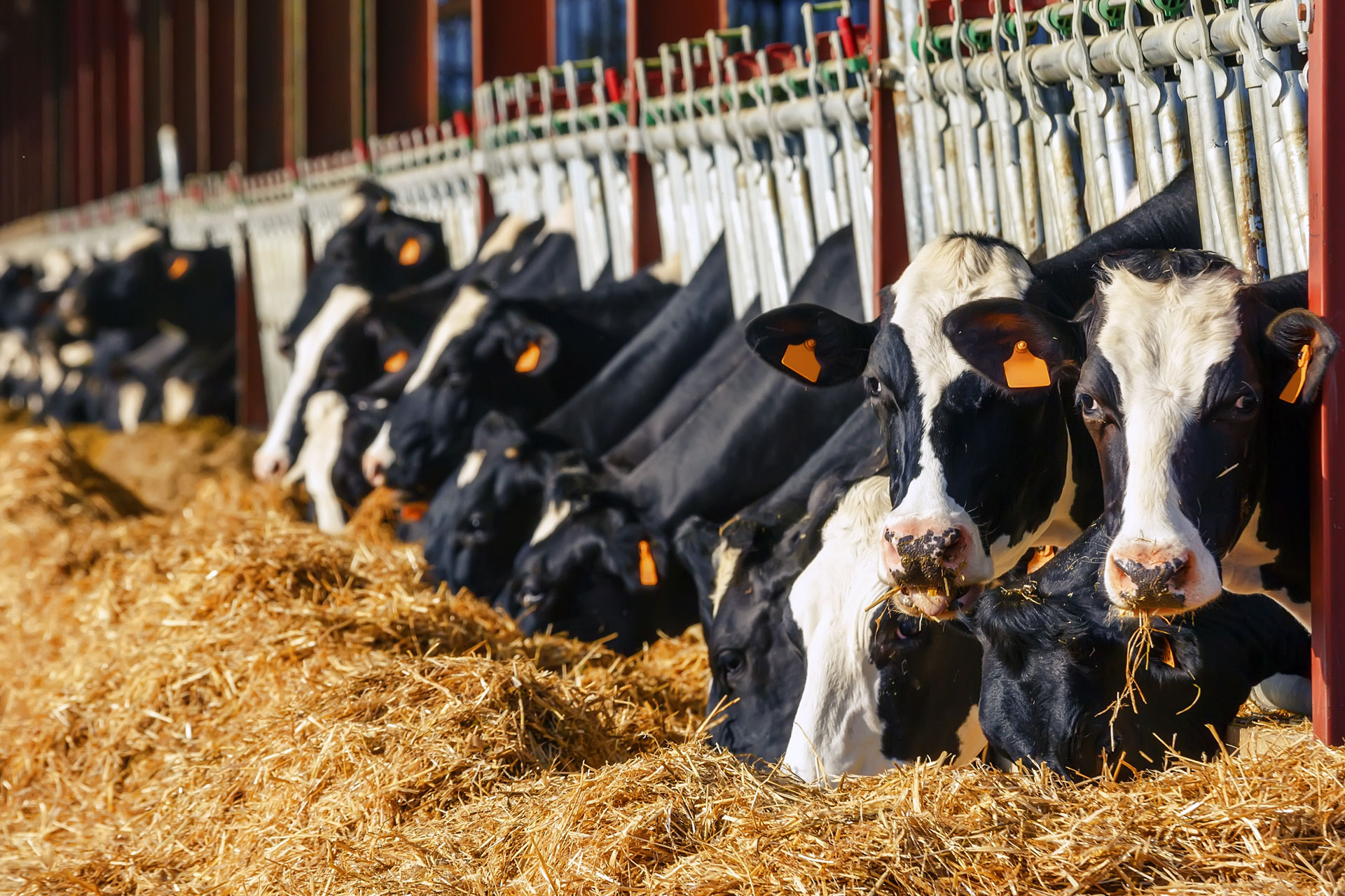 What Consider When Selecting Cattle? 5 cattle blog header