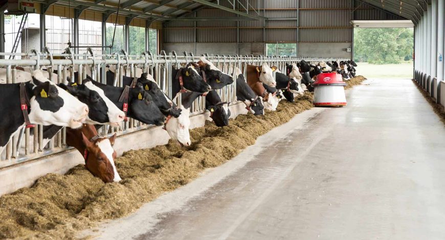 Frequently Asked Questions: Live Animal Export 9 header-blog