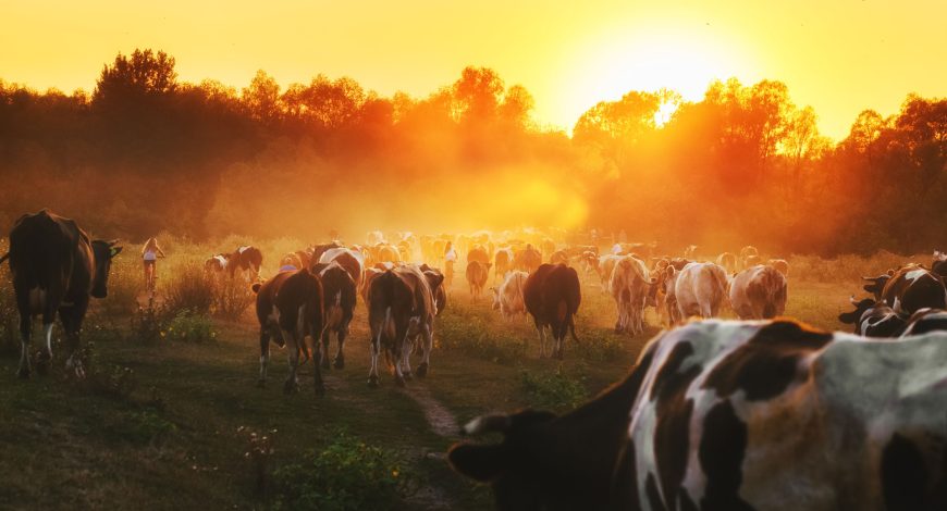 Cattle Export: Processes, Documentation, and Key Considerations 5 blog-8