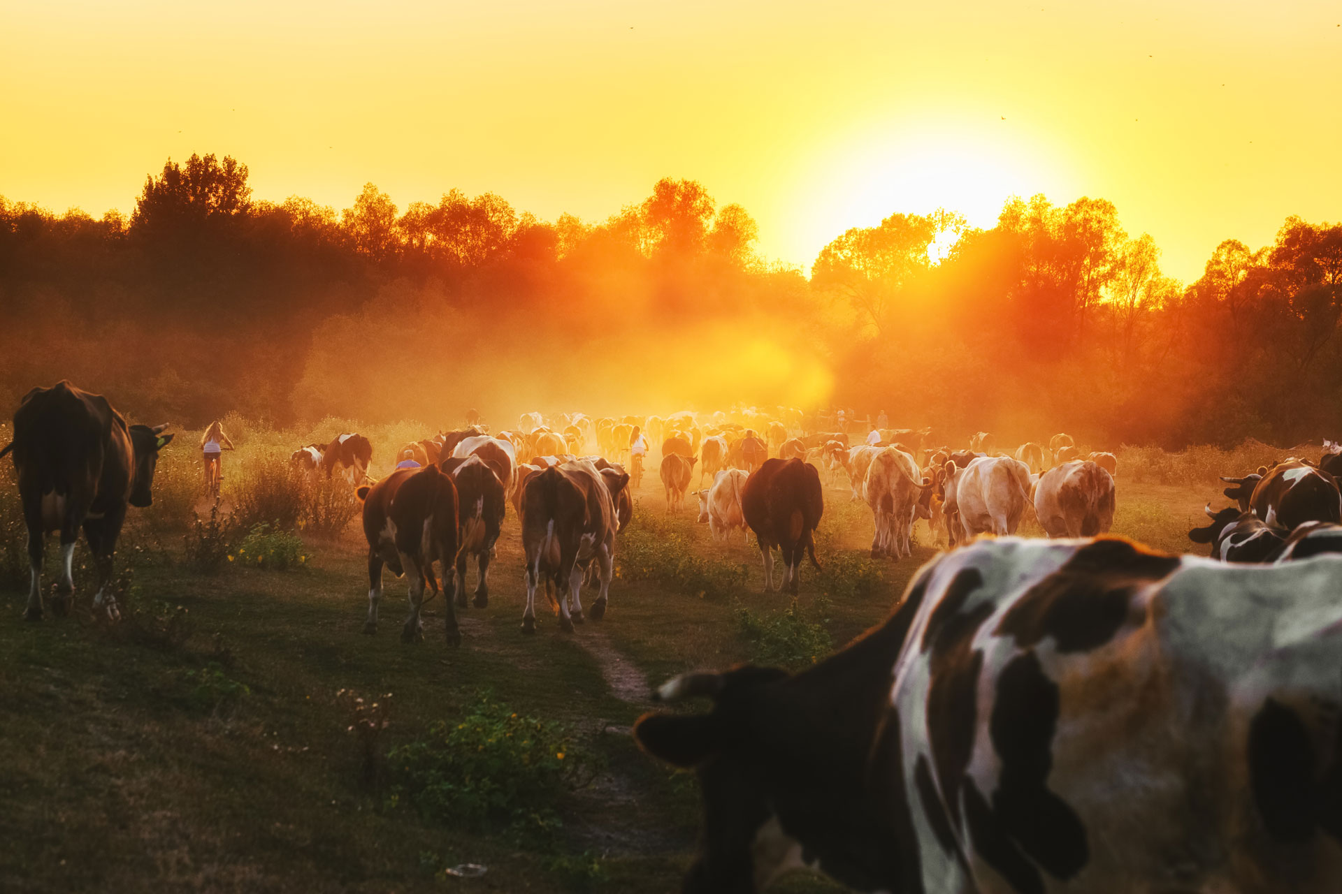 Cattle Export: Processes, Documentation, and Key Considerations 7 blog-8