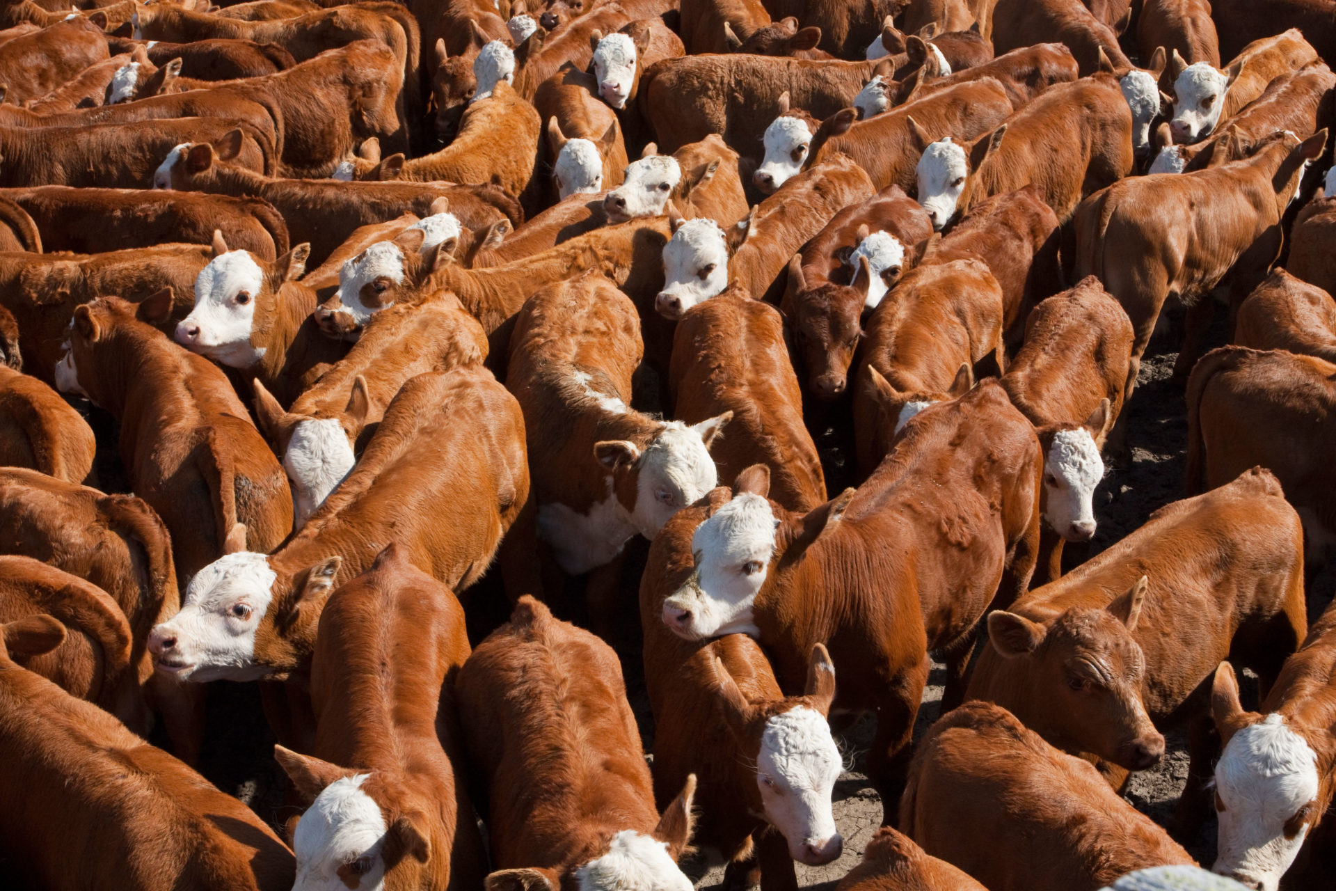 Health and Quality Standards in Cattle Import 7 blog-9