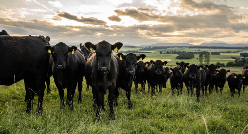 How to Trade Cattle Internationally? 3 blog-9.jpg