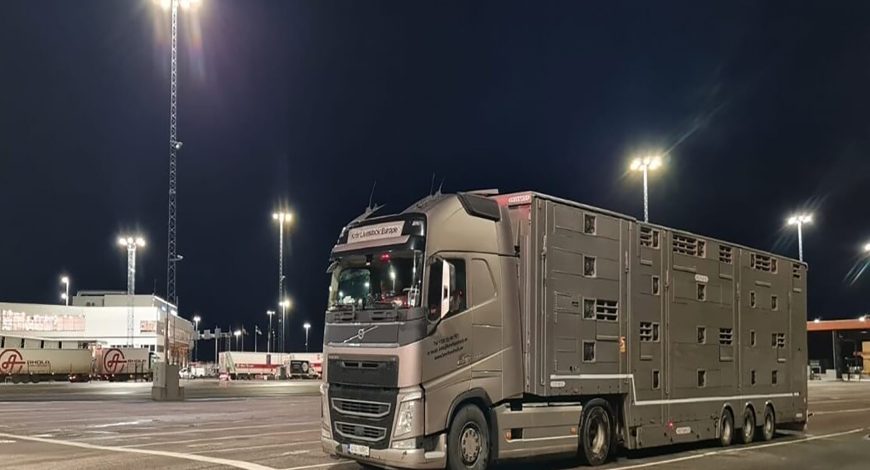 Pro Tips for Livestock Transportation with Modern Logistics 7 transport08