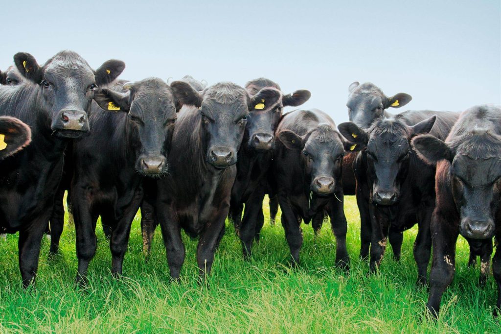 Angus Cattle Breed