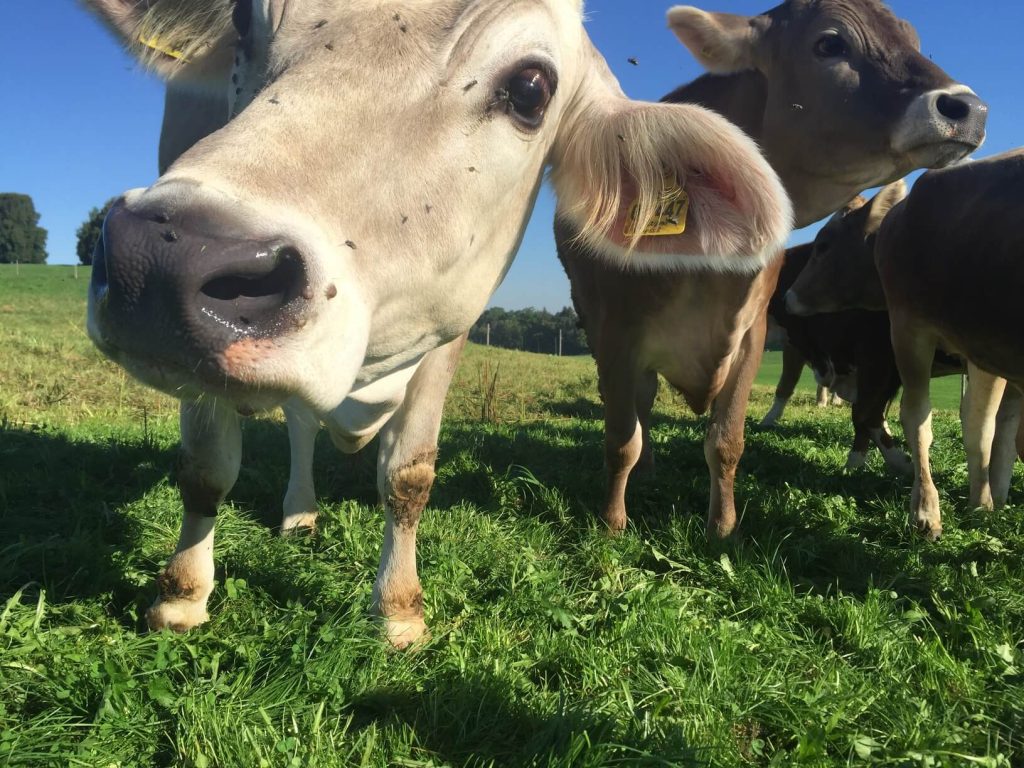 Brown Swiss Cattle Breed