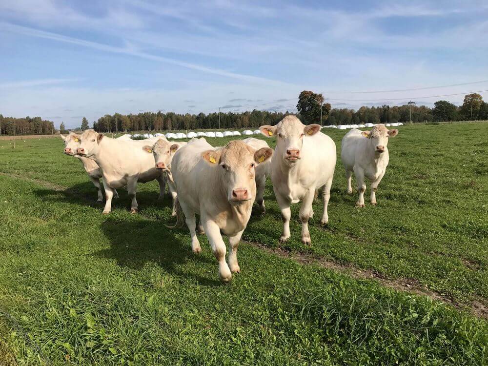 Charolaise Cattle Breed (Charolais)