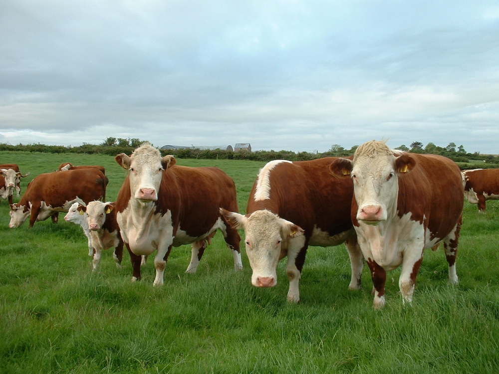 Hereford Cattle Breed