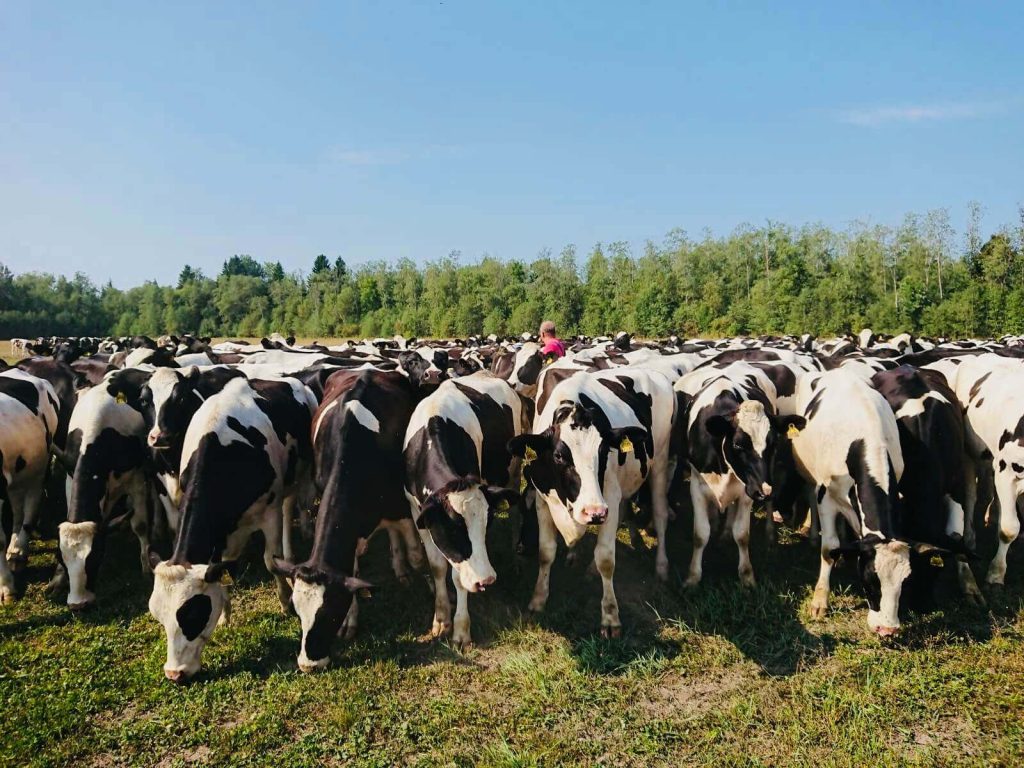 Holstein Cattle Breed