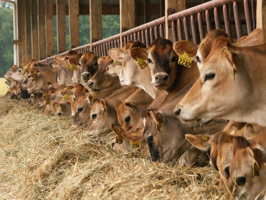 Jersey Cattle Breed