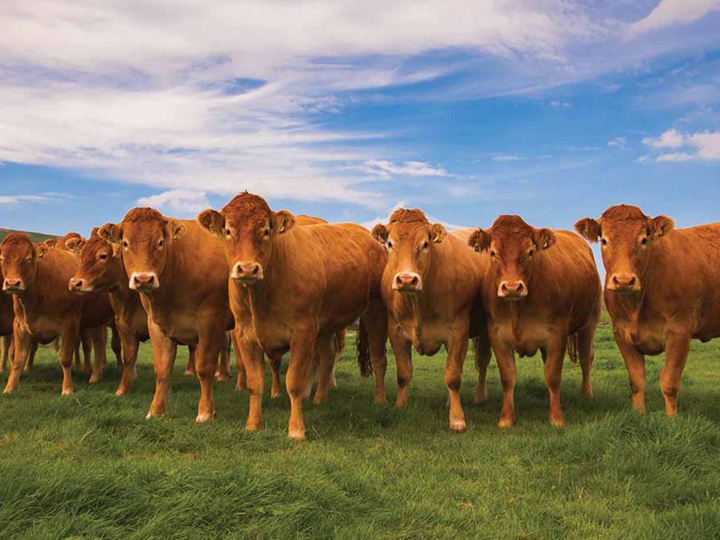 Limousin Cattle Breed