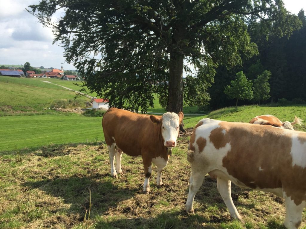 Simmental Cattle Breed
