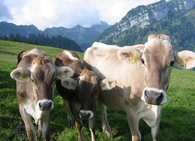Brown-swiss-1