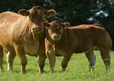 Limousin cows on pasture