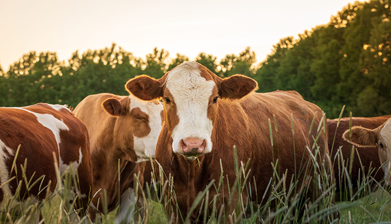 What Consider When Selecting Cattle? 4 What to Consider When Selecting Cattle