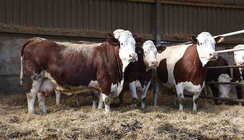 How to Trade Cattle Internationally? 4 How to Trade Cattle Internationally
