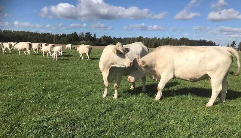 Health and Quality Standards in Cattle Import