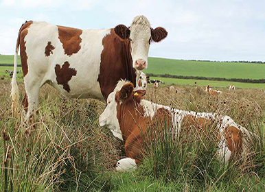 Success Stories and Customer Experiences in the Industry 5 blog-d-3