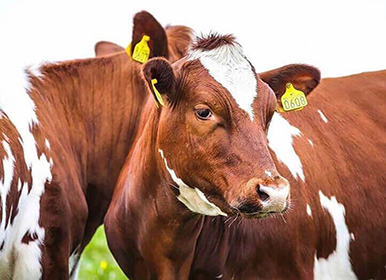 Success Stories and Customer Experiences in the Industry 6 blog-d-4