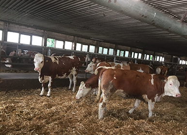 How to Trade Cattle Internationally? 6 blog-d-6