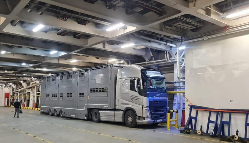 Pro Tips for Livestock Transportation